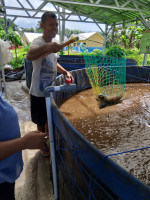Panen Perdana Ikan Tawar